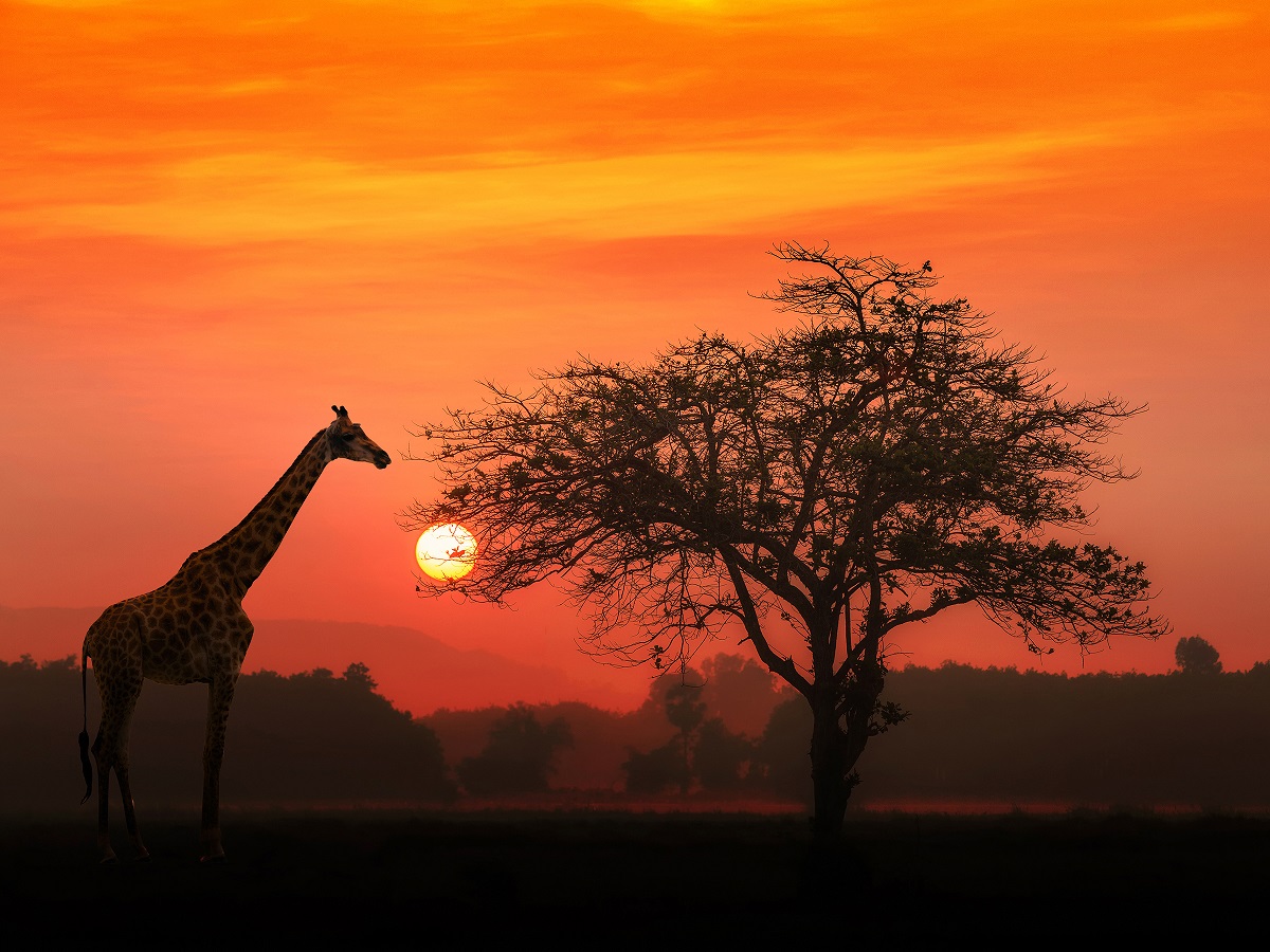 Silhouette of a Giraffe standing next to a tree in the sunset. One of many Guided Tour experiences.