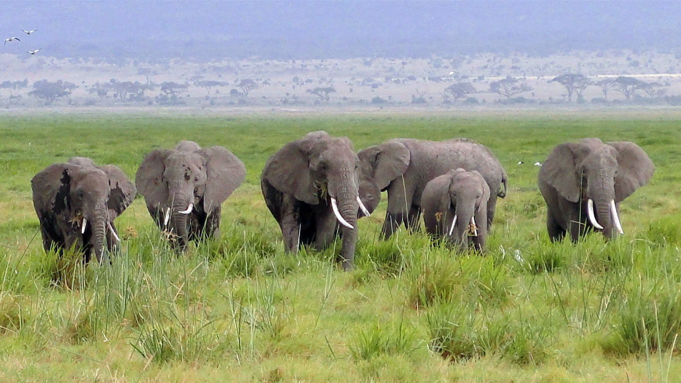 See a heard of elephants on the Plains of Africa in Kenya's wildlife safari.